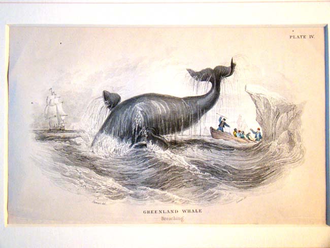 A fine 19th century hand colored steel plate engraving of Whales by William H. Lizars